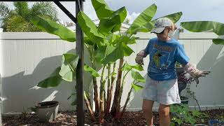 My Banana Plants Are Taking Over! 🍌🌱 | Time to Thin Them Out