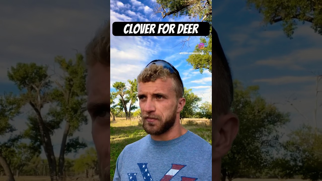 Clover Food Plot Fall Update