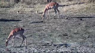 Djuma: Impala female with broken back left leg - 16:06 - 09/12/21