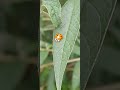 Butterfly Bushes Butterfly Bushes