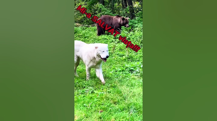 Câinele mi-a salvat viața, datorită curajului său!  #bear #dog #shorts