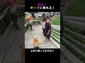 運動神経バグってる犬ｗ #面白い #animals