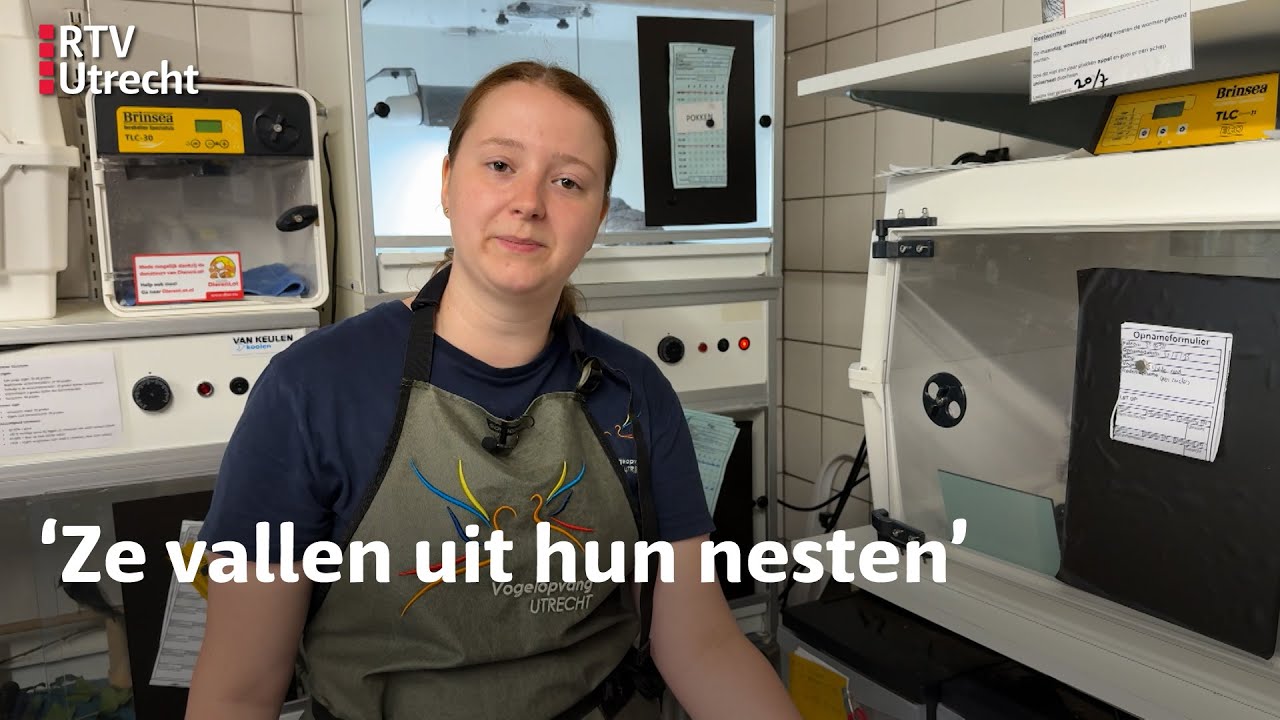 Drukte bij vogelopvang Utrecht | RTV Utrecht