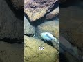 j’ai loupé une crevette géante !! session pêche difficile #mer #ocean #nature #pêche