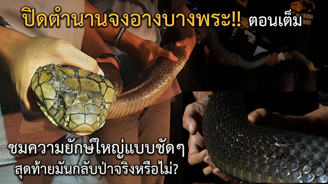 ปิดตำนานจงอางบางพระ!! ชมความยักษ์ใหญ่แบบชัดๆ สุดท้ายมันกลับป่าจริงหรือไม่?