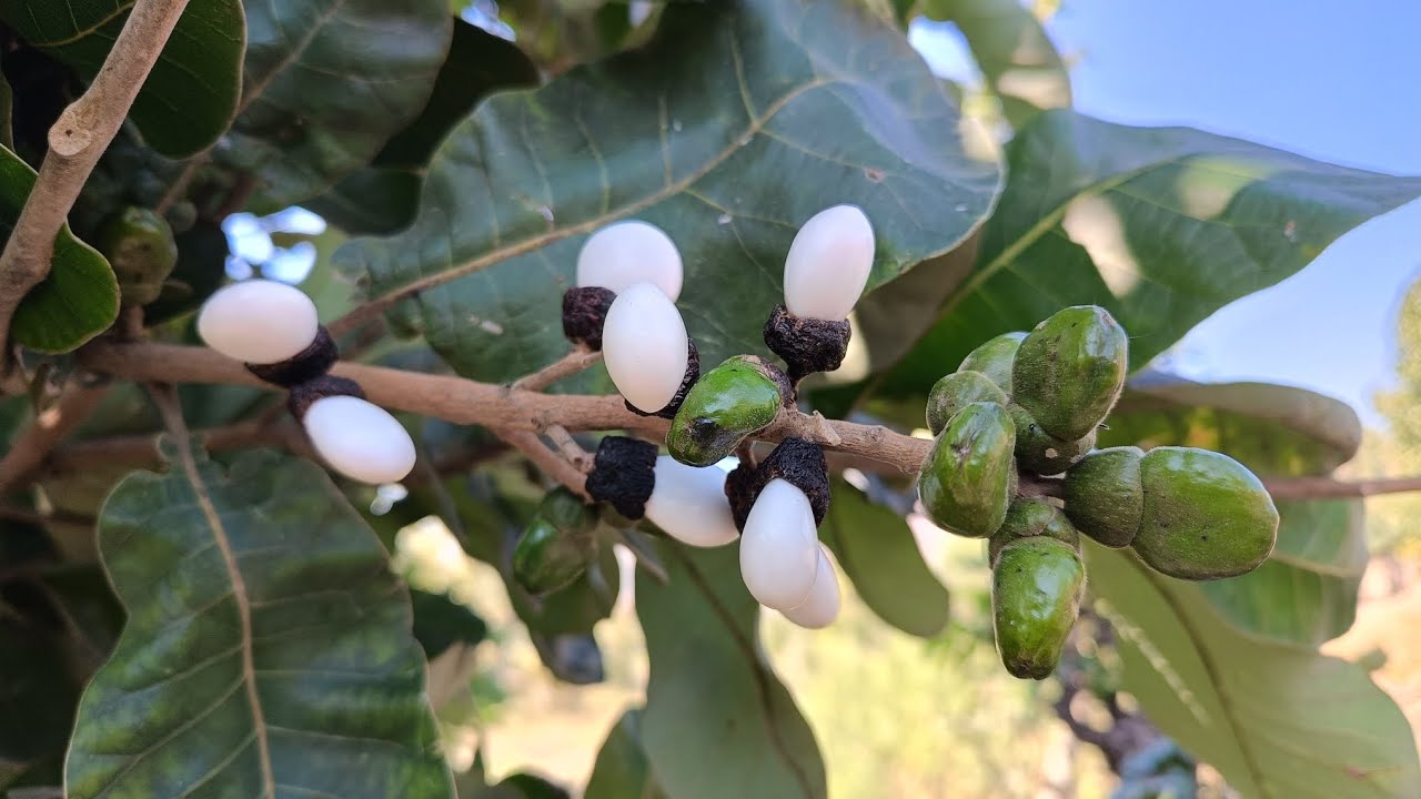White Biba tree Kya hai safed lbhilawa seeds Original 📱8317280956 ...