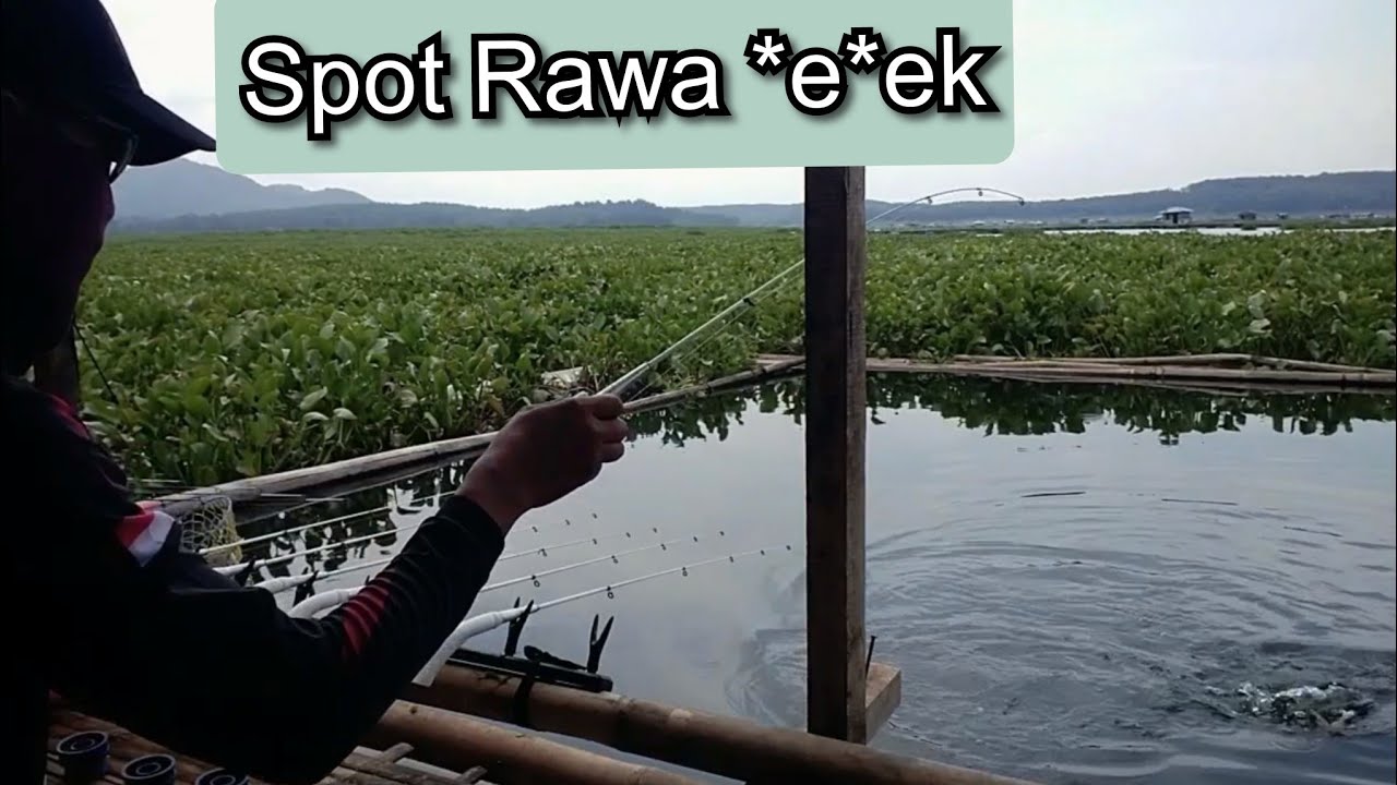 Spot Penuh Eceng , Spot Rawa *e*ek - YouTube