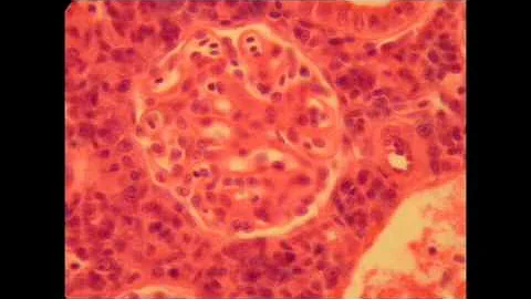 ANATOMIC EVIDENCE FOR EVOLUTION: URINARY SYSTEM