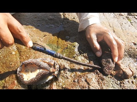Lihat Bagaimana Ekstraksi Limpet Dilakukan (Seafood)