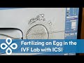 Fertilizing an Egg with Sperm in the Lab - ICSI Footage