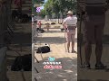 les animaux de la rue partie 2