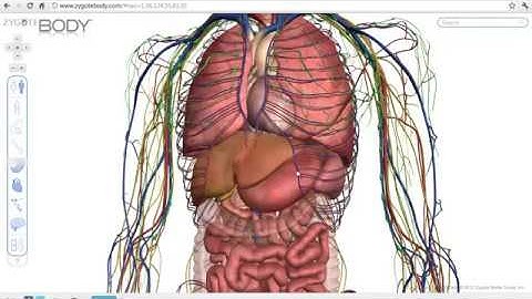 lục phủ ngũ tạng
