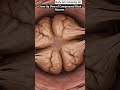 Illustration of close -up view of compressed stool masses | Gut Health | Body Arts Anatomy 3D