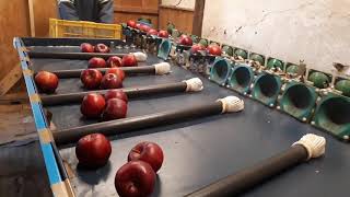20201121りんごの選果機1604〜赤果肉りんご「炎舞」の重量選果