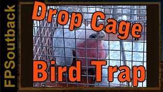 Drop Cage Bird Trap in Action!