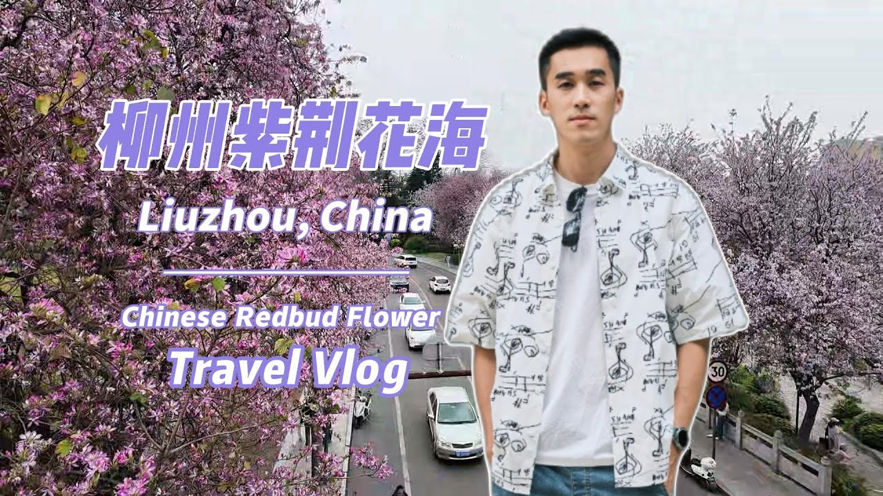 Liuzhou, China's most beautiful flower city. Flower blooming across city! Must-visit place in Spring