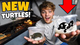 BUYING *NEW* BABY TURTLES for 120G POND!!