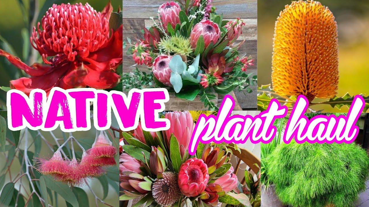 GROWING NATIVE CUT FLOWERS IN AUSTRALIA YouTube