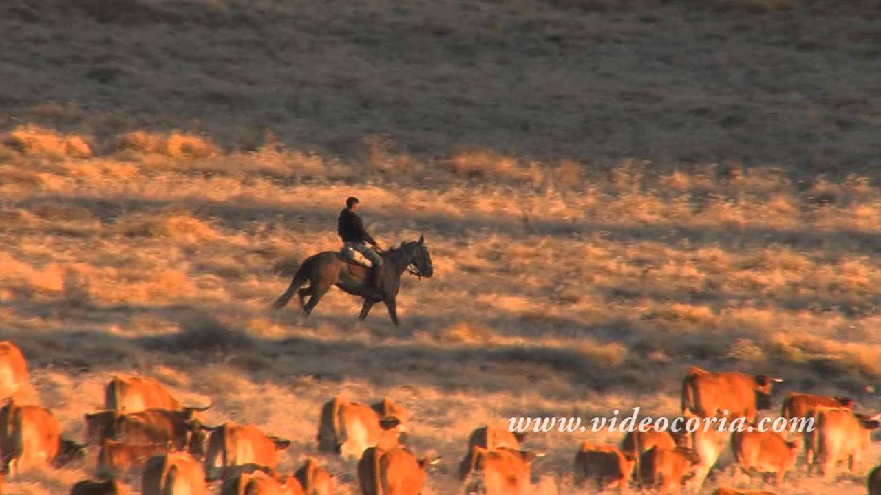 Trashumancia vacuno, Zamora