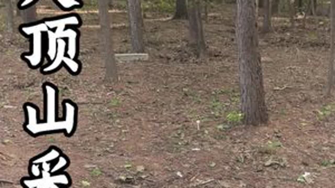 周末陪父母采蘑菇#我的农村生活 #一花一草一世界 #随拍记录真实生活 #原创视频 #乡村的生活