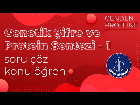 Genetik Şifre ve Protein Sentezi - 1 | Soru Çözümü | 12. Sınıf Biyoloji | AYT Biyoloji