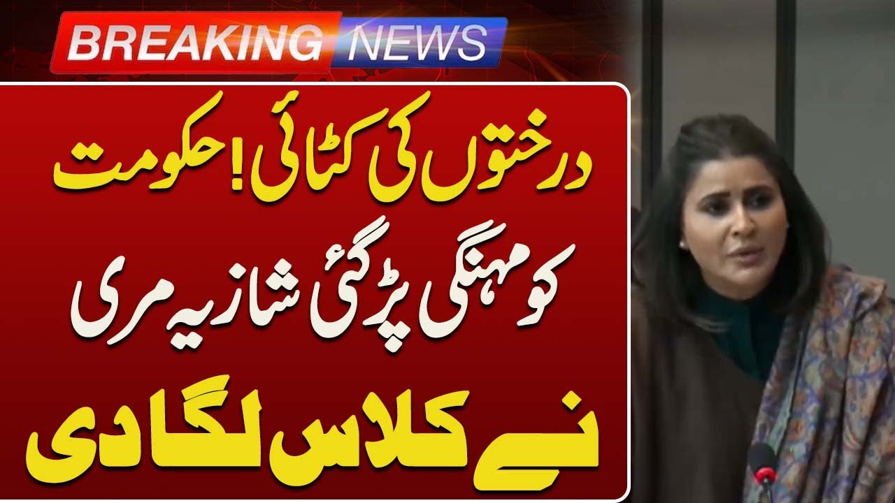 Tree Cutting Controversy! Shazia Marri Slams Government | Breaking News | Such News