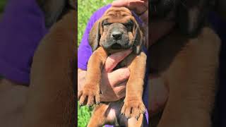 Nellies REDBONE COONHOUND PUPPIES 