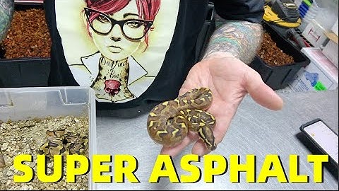 Super Asphalt Ball Python Combos! And Egg Cutting