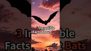 Three Incredible Facts About Bats #shorts #short #animals