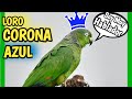 Loro Corona Azul o Amazona Farinosa | Mejores HABLADOR 🤣🦜