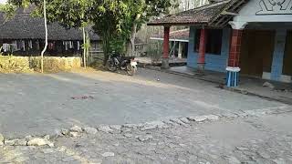 Omahe mbah Nakiyem Baturetno#viral#berita#info