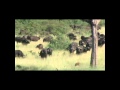 Battle of Kruger 2 - Buffalo vs Lion (29 Feb'12)