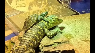 Baby Alligator -A DAY IN THE LIFE - Julia Stiles the Painting Gator &amp; Cam Skattebo