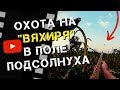 Охота на Вяхиря в поле подсолнуха | Что следует знать при охоте на Вяхиря?