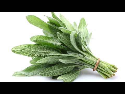 Video: Was Ist Salvia? Verwendung, Auswirkungen, Risiken Und Mehr
