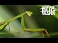 When Mantises Attack #1 - MONSTER BUG WARS