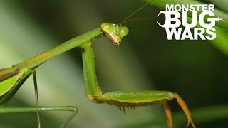 When Mantises Attack #1  MONSTER BUG WARS