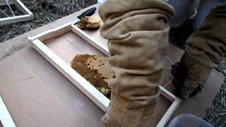 Hive Cut Out:  Putting Comb into a Frame