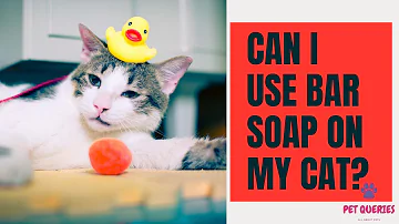 Is human toothpaste safe for cats?
