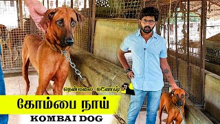 கோம்பை நாய் | Kombai Dog | Best Kombai Dog | How to choose Kombai dog | Thenmalai Ganesh