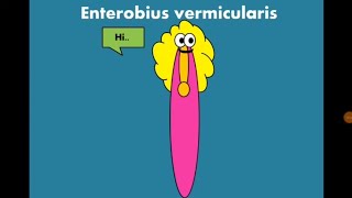 Enterobius vermicularis (Pinworm - Oxyuris) الدودة الدبوسية