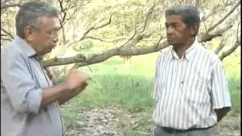 Qual o objetivo da poda de limpeza?