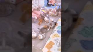  Renai Circulation Cat Core kawaii