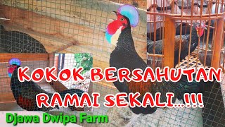 Download lagu Ayam Hutan Hijau Kokok Bersahutan Ramai Sekali  Terbaru 2021  mp3