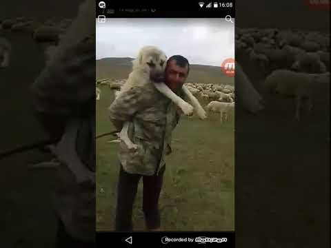 Kangalı Sırtında Taşıyan Adam (KANGAL SEVGİSİ)