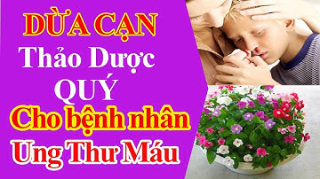 Cây Dừa Cạn Vị thuốc quý cho bệnh nhân Ung Thư Máu