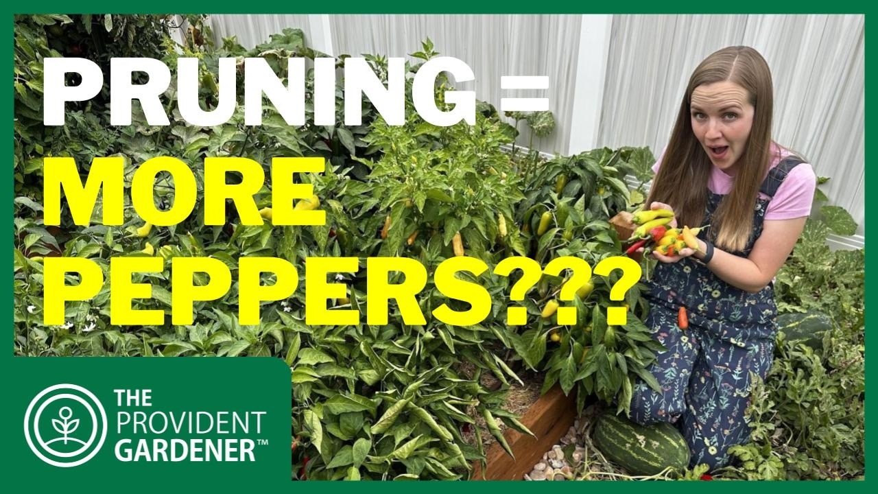 Стоит ли обрезать перец? Вся правда о лучшем урожае!