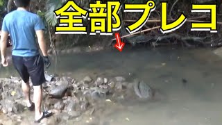 【外来種】500匹のプレコの大群に挑んだ結果…