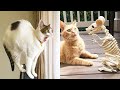 Funniest Animals - Best Of The 2021 Funny Animal Videos #14