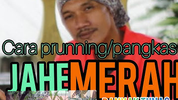 Cara prunning/pangkas pada tanaman jahe